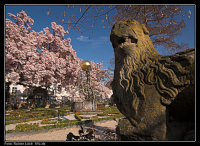 Löwenskulptur, blühender Magnolienbaum und Brunnen