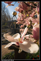 Magnolienblüte im Katz'schen Garten