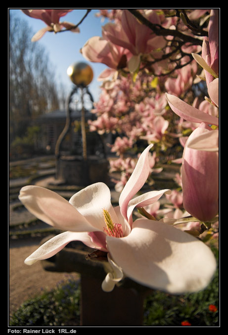 Magnolienblüte im Katz'schen Garten Gernsbach