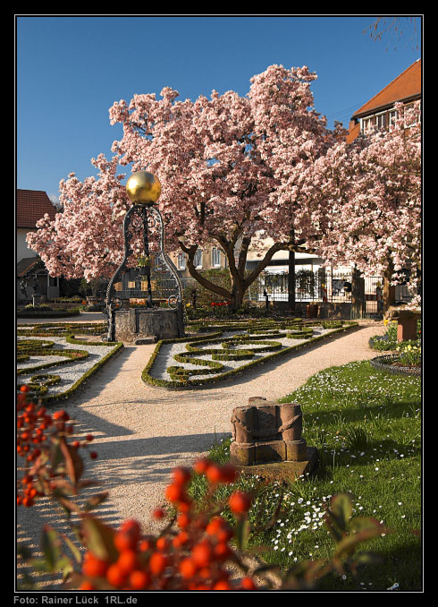 Katz'scher Garten Gernsbach während der Magnolienblüte