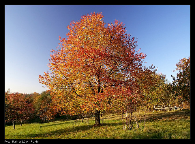 Herbstliche Farben – Laubbaum bei Gaggenau-Michelbach